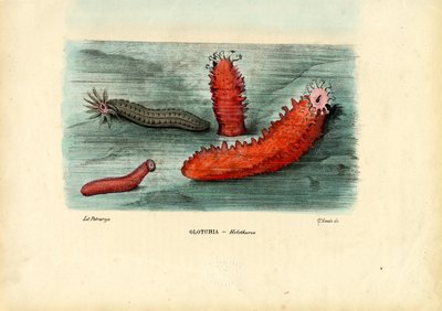 Sea Cucumber by Raimundo Petraroja